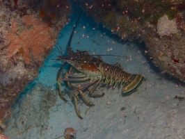 Spiny Lobster IMG 4751